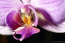 Orchidées