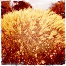 IMG_0371 * 1536 x 1536 * (1.22MB)